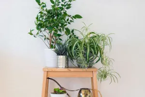 Зелень дома