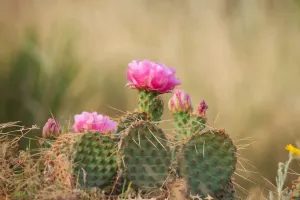 Desert Blooms Unveiled