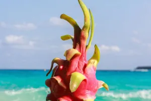 Dragon Fruit Magic