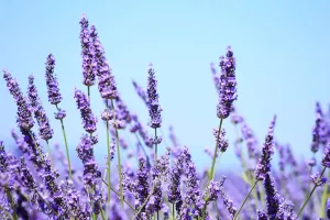 Wangi Lavender