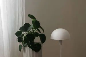 Plantas que transformam