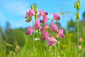 Plantas que desafiam o sal