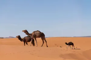 Kemampuan Hewan Liar