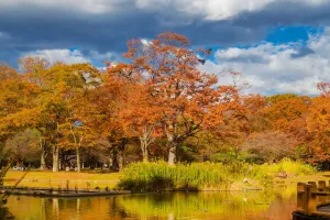 Bitki Çeşitliliği