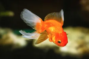 Bí Quyết Nuôi Cá Vàng Khỏe