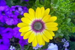 Sắc Hoa Đồng Tiền Diệu Kỳ