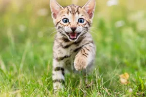 Mèo Bengal: Bé Hổ Trong Nhà