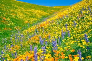 L'évolution des fleurs