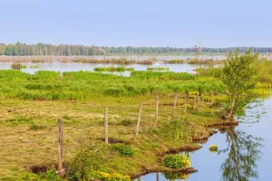 Segredo dos pântanos