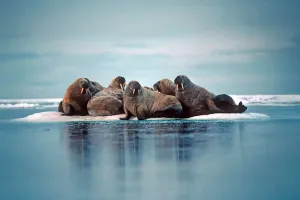 Mistérios do Ártico