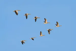 Adaptaciones en Animales