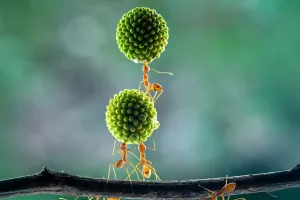 Hormigas Organizadas