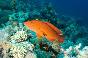 Segredos do garoupa-de-coral