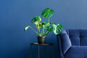 Monstera que encanta todos