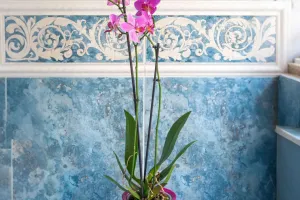 Orquídeas: beleza rara