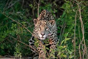 Camuflaje en la Selva