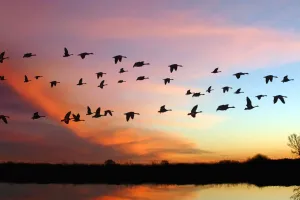 Observation des oiseaux