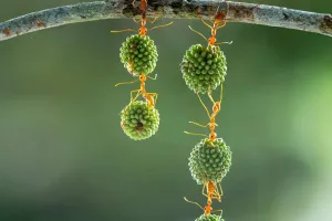 Муравьиное согласие