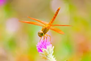 Тайна превращений