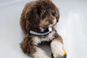 Dạy thú cưng bằng clicker