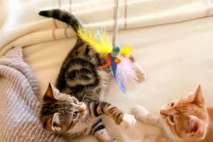 Puzzle pentru animale