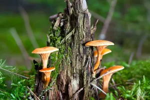 4 Mitos de sobrevivência