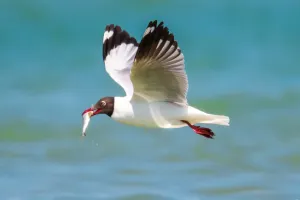 Aves aprenderam a voar