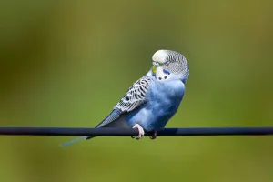 How Animals Really Sleep