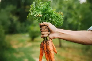 Rahasia Pencernaan Lancar