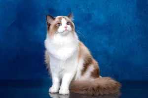 As raças de gatos favoritas