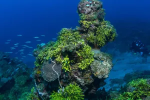Great Barrier Reef Creatures