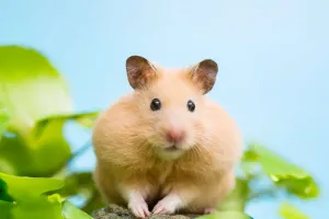 Çocuğunuz için Hamster