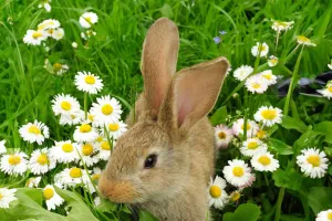 Çocuklar ve Tavşanlar