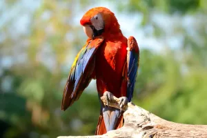 Papağanınızı Anlayın