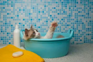 Evcil Dostlar İçin Banyo