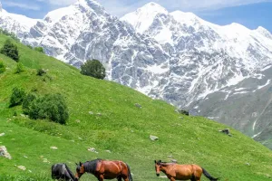 İklim ve Vahşi Yaşam