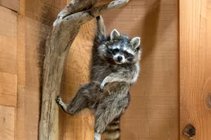 Raccoon Behavior Unveiled