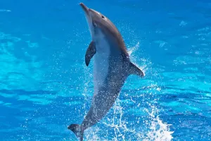 Dolphin Secrets Unveiled