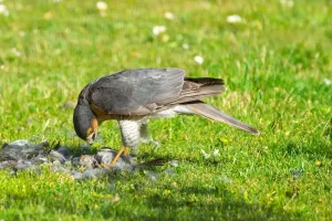 Personnalités à plumes