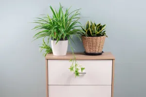 Plantas morrendo? Faça isso