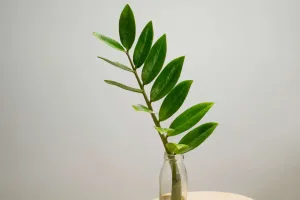 Plantas mudam o escritório