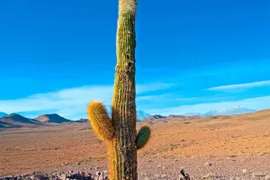 Kaktus Raksasa Argentina