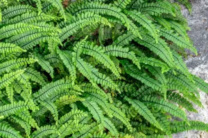 Merawat Pakis Indoor