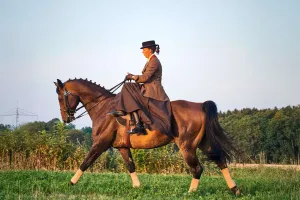 Panduan Menunggang Kuda