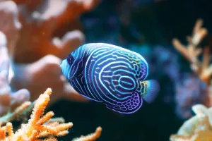 Mémoire d'eau douce