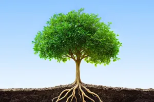 Bí mật dinh dưỡng trong đất