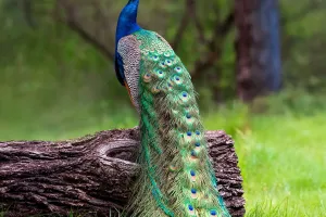 Peacock Feathers Unfold