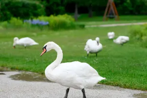 Cisnes e o poder do silêncio
