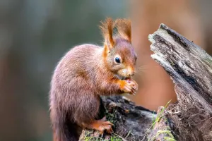 Bí mật sinh tồn của sóc đỏ