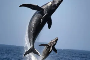 Conservação animal